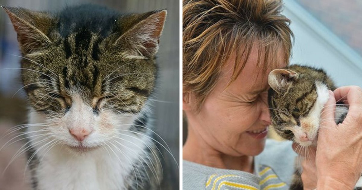 cat6.png?resize=412,275 - Un chat de 17 ans a retrouvé sa maison après avoir été porté disparu pendant 13 longues années