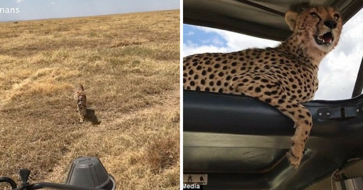 cheetah5.png?resize=1200,630 - Un guépard saute sur une jeep durant un safari, s'assoit et pose pour un selfie avec la famille