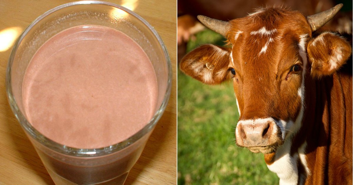 chocolate milk.jpg?resize=1200,630 - Des millions d'Américains croient que le lait au chocolat provient de vaches brunes