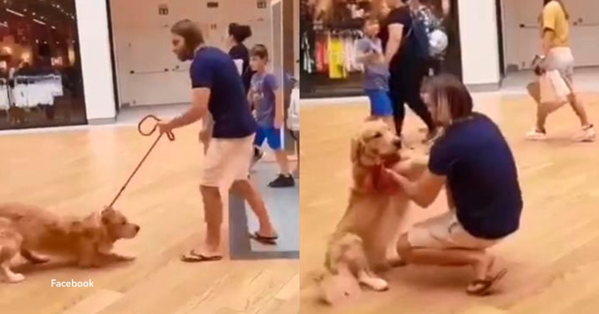 cov 1 1.png?resize=1200,630 - El tierno video de un perro que teme subir por las escaleras mecánicas y la increible reacción de su dueño