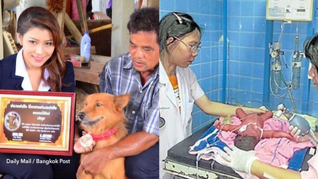 cov 1 21 png.jpg?resize=412,232 - Cachorro salva a vida de uma bebê prematura que havia sido jogada no lixo