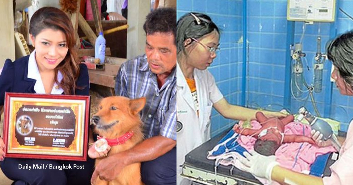 cov 1 21.png?resize=1200,630 - El acto heroico de un perro que salvó la vida de una bebé prematura que había sido arrojada a la basura