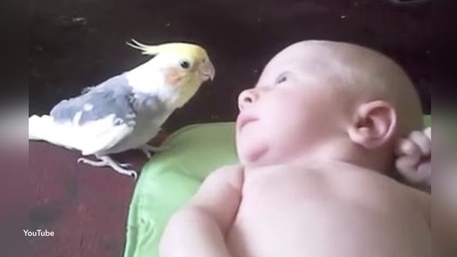 cov 1 62 png.jpg?resize=412,232 - Bebê de duas semanas tem reação adorável ao ouvir um pássaro lhe cantar uma canção de ninar