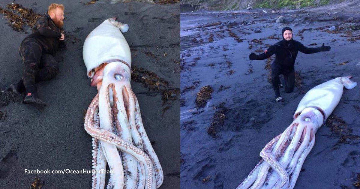 cover22 14.png?resize=1200,630 - Hallaron un monstruoso calamar gigante de cuatro metros en Nueva Zelanda