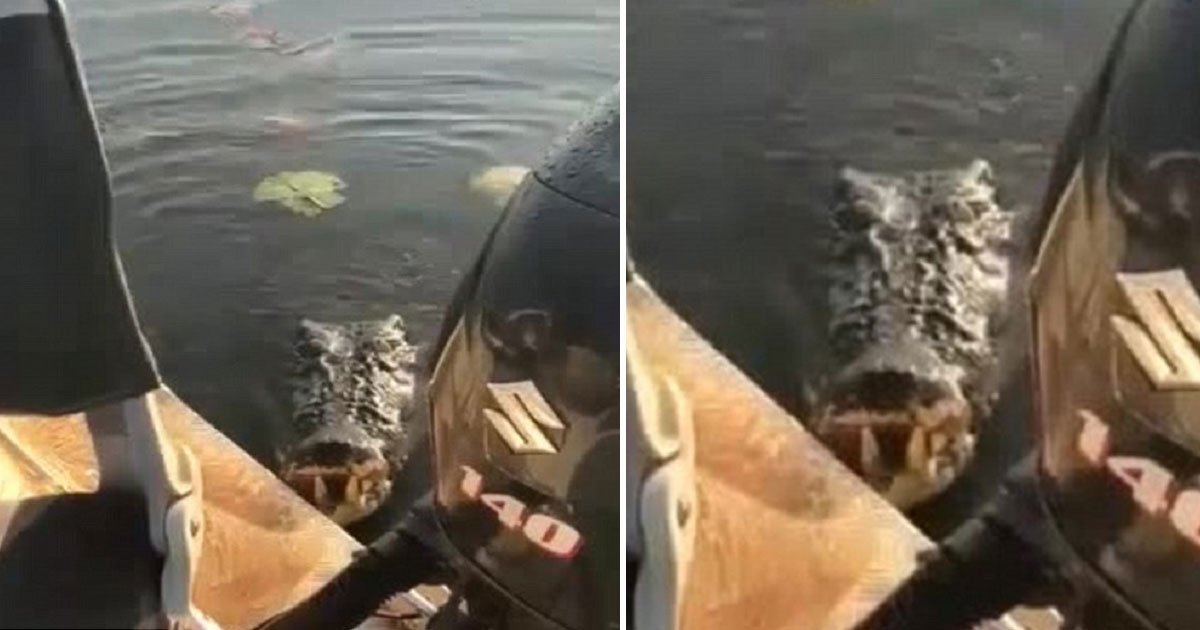 crocodile attack.jpg?resize=1200,630 - Imagens de vídeo mostram um enorme crocodilo pulando para fora da água e tentando atacar dois pescadores em um barco