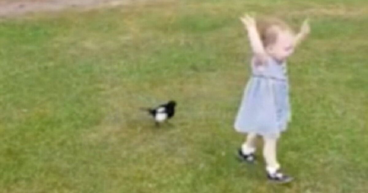 cutie.png?resize=412,232 - Bird Started Chasing Little Girl In The Park While Onlookers Watched In Amusement