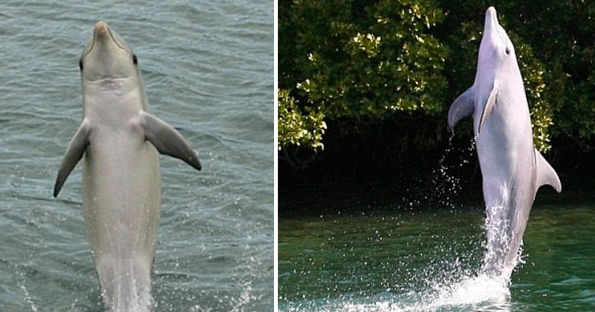 czz.jpg?resize=1200,630 - Un dauphin a appris un tour en captivité qui peut sauver l'espèce de la mort et l'a montré à ses amis dans le monde