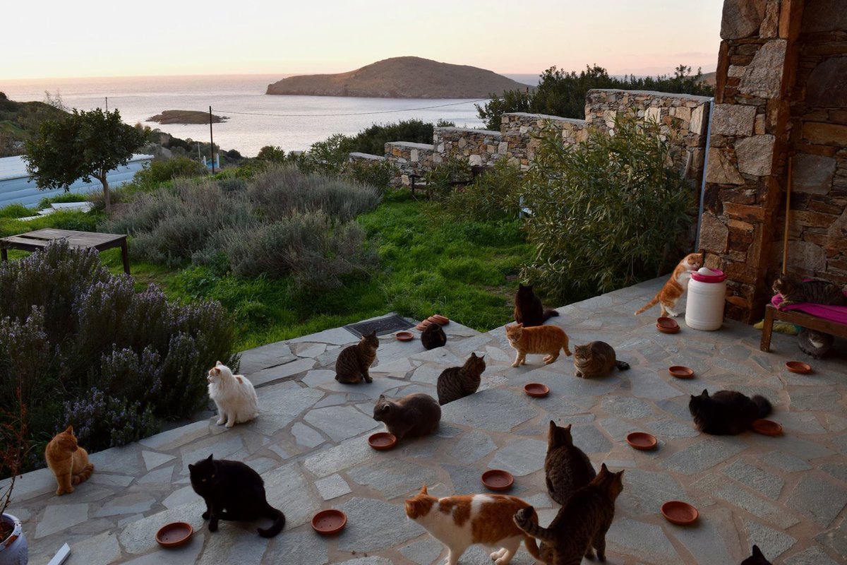 dkkunnlu4aaths .jpg?resize=1200,630 - Já imaginou trabalhar tomando conta de 55 gatinhos em uma belíssima ilha grega? Isso é possível!