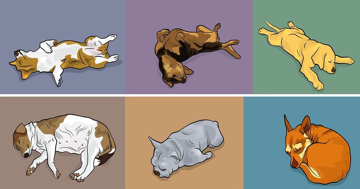 dog sleeping positions featured.jpg?resize=412,275 - 50 Ways Dogs Communicate With You