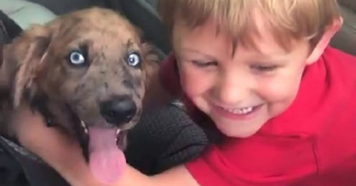doggo.png?resize=1200,630 - Little Boy And Rescued Puppy Instantly Became Best Friends