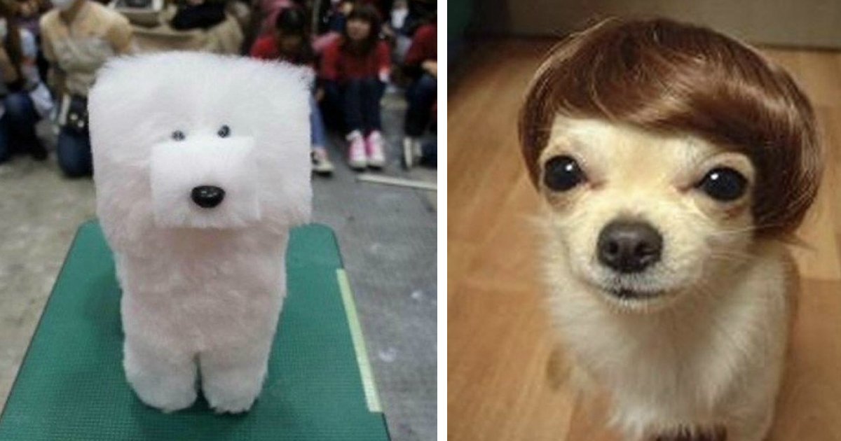 cool dog haircuts