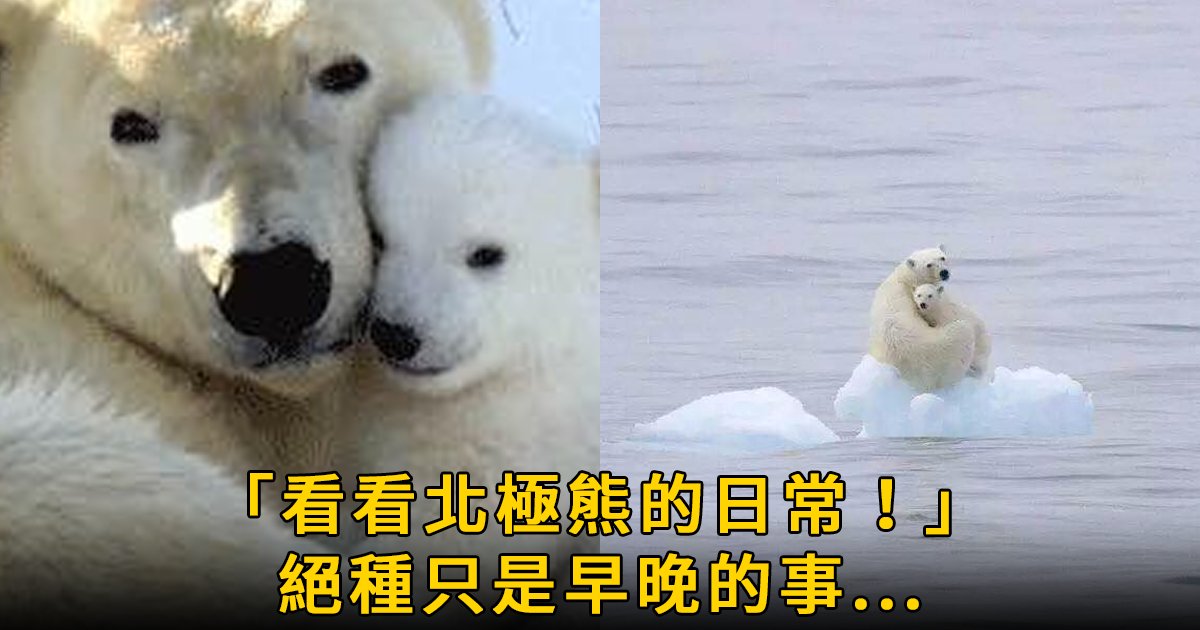 e69caae591bde5908d 1 7.png?resize=1200,630 - 攝影師鏡頭下的北極熊悲慘日常：「約2030年，人類會親眼看到北極熊的滅絕！」