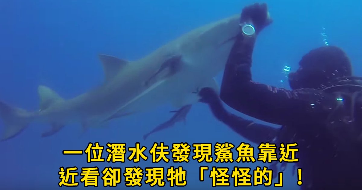 e69caae591bde5908d2 1 1.png?resize=412,275 - 潛水驚見鯊魚靠近，沒想到竟是「為了求救」？ 網友：是誰放了洋蔥！