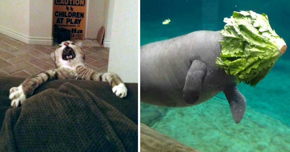 fail.jpg?resize=412,275 - 16 Hilarious Animal Fails That Will Make You Feel Guilty For Laughing