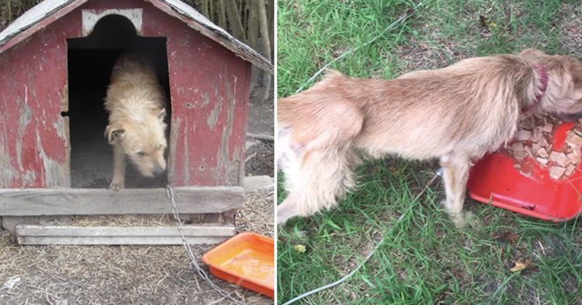 featured image 26.jpg?resize=1200,630 - Un chien enchaîné à une niche pendant plus de 5 ans trouve enfin un nouveau foyer aimant