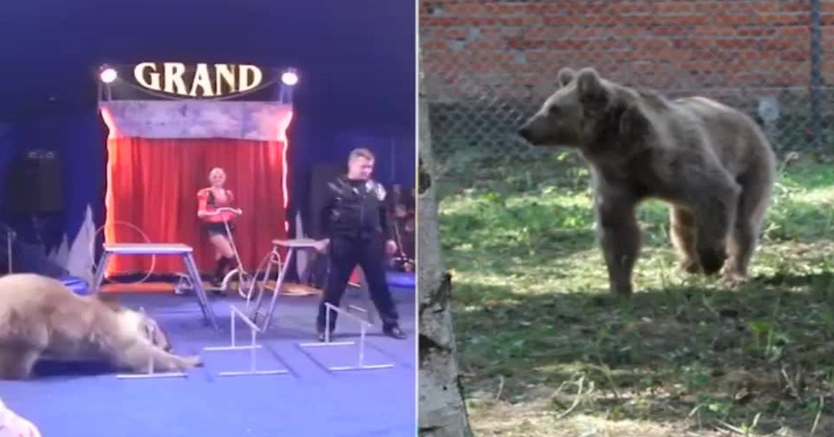 featured image 41.jpg?resize=1200,630 - Masha, une ourse de cirque forcée à se livrer à des tours cruels pendant 19 ans, est relâchée dans un sanctuaire