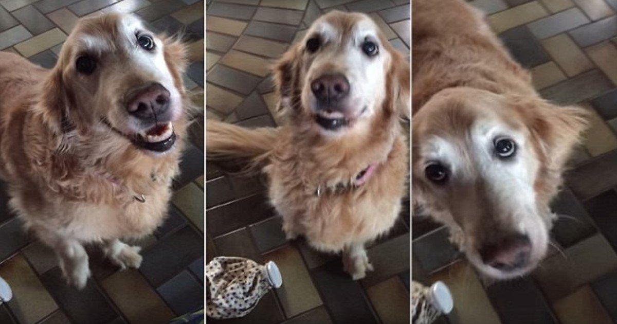 featured image 57.jpg?resize=1200,630 - Elle filme la réaction de son chien quand elle lui annonce qu'il n'a plus de tumeur!