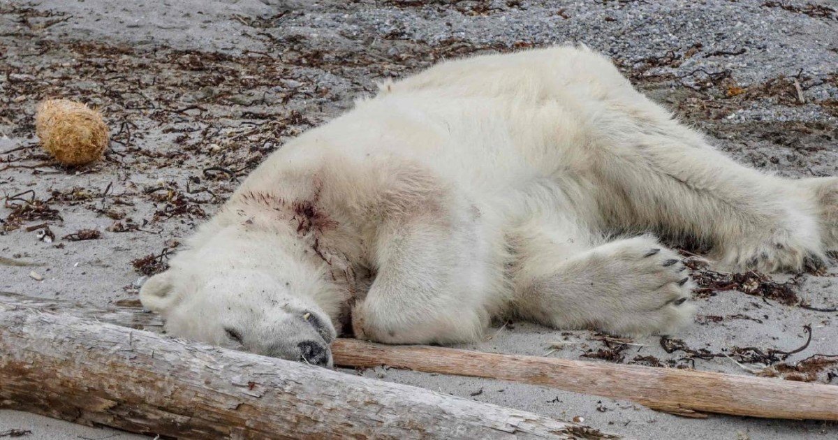 featured image 6.jpg?resize=1200,630 - Le meurtre d'un ours polaire par un membre de l'équipage d'un bateau de croisière a suscité l'indignation sur Internet