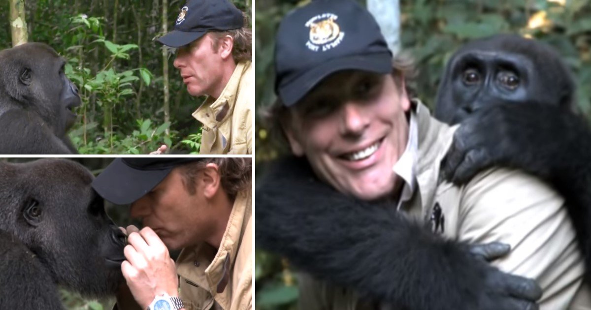 featured image 76.jpg?resize=1200,630 - [Vidéo]Un homme qui a secouru et élevé un gorille le retrouve 5 ans plus tard en plein coeur de la jungle.