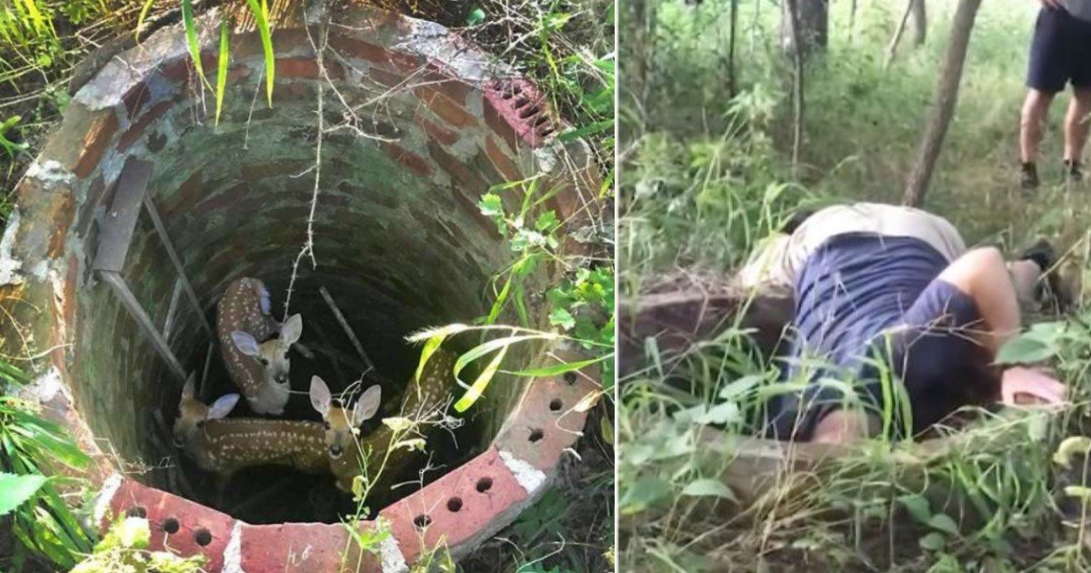 featured image 9.jpg?resize=412,232 - Woman Discovered Deer Trapped In Well After Hearing Their Cries For Help