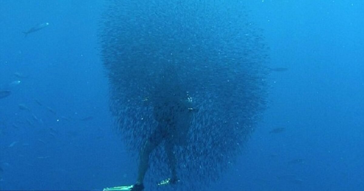 fish.png?resize=1200,630 - Thousands Of Fish Formed Bait Ball Around Unsuspecting Diver To Defend Against Whale Shark