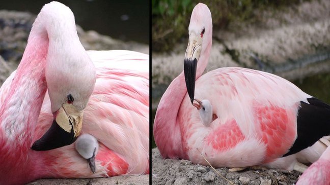 flamingo lay eggs london heat 15 years 5 1.jpg?resize=412,275 - Onda de calor faz com que flamingos exóticos coloquem ovos na Grã-Bretanha pela primeira vez em 15 anos