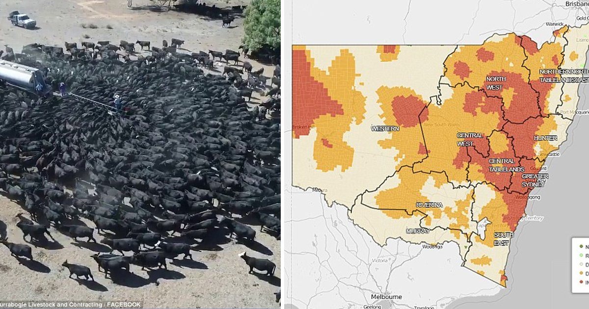 gagaaaa 1.jpg?resize=1200,630 - La terrible sécheresse en l'Australie se poursuit - Des images déchirantes montrent un troupeau de bovins assoiffés