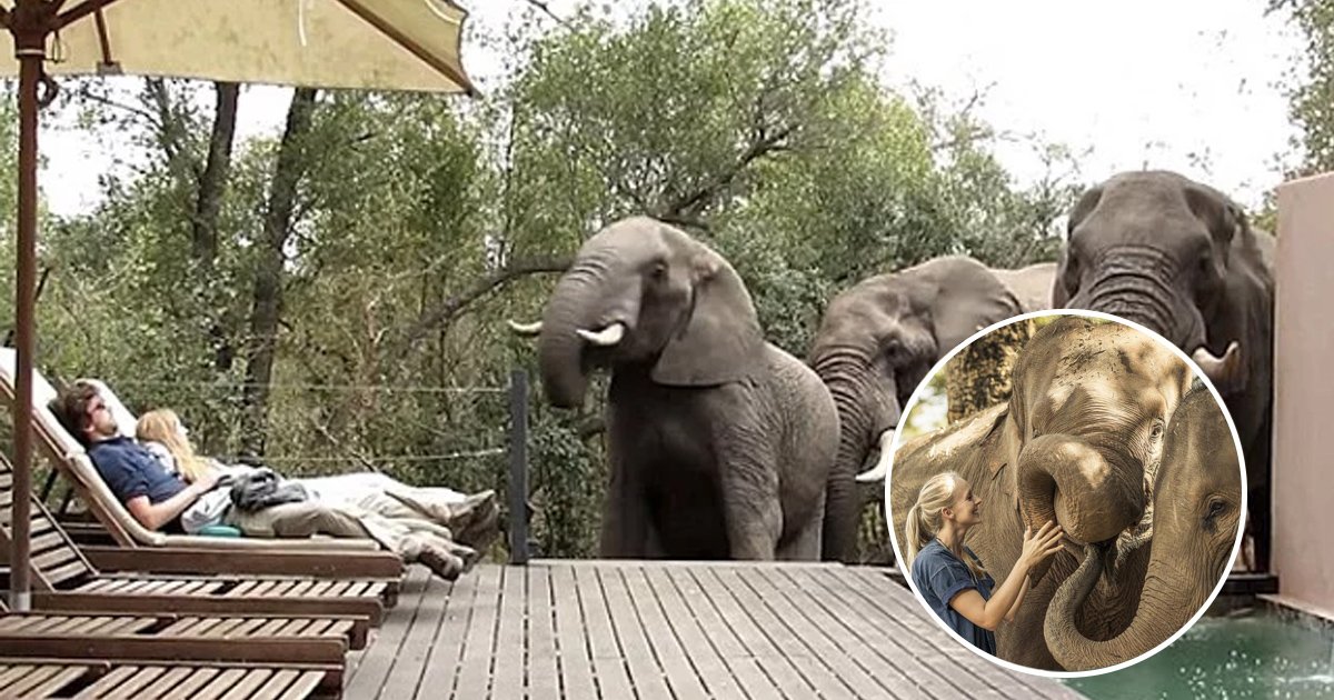 gagaaaa.jpg?resize=412,232 - 일광욕 중 야생 코끼리가 들어오자 두려움에 '얼어버린' 관광객들 (영상)