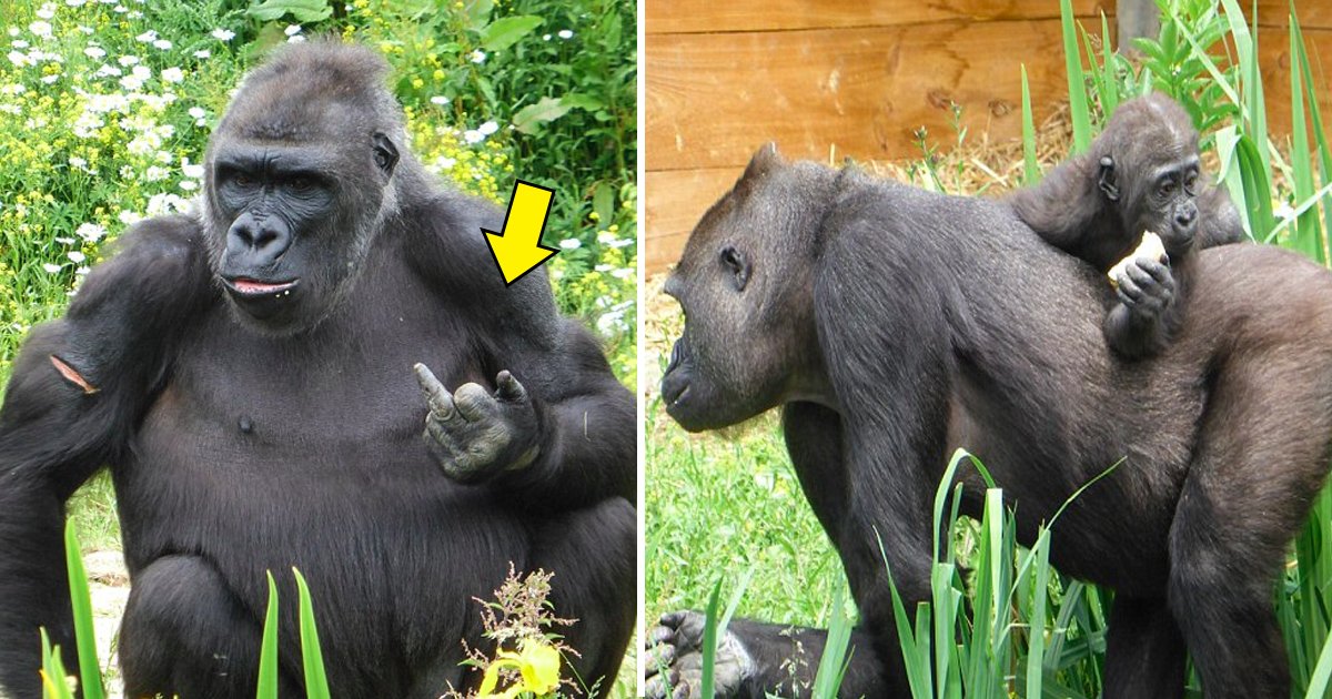 gagaagg.jpg?resize=1200,630 - Un gorille d'un zoo fait un doigt d'honneur aux visiteurs avec un sourire espiègle. 