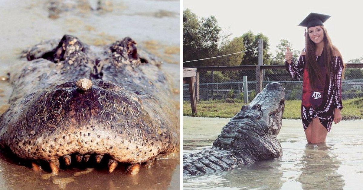 gator5.png?resize=412,275 - 21-Year-Old A&M Senior Poses Up With Best Friend 14-Foot Alligator For Graduation Photoshoot