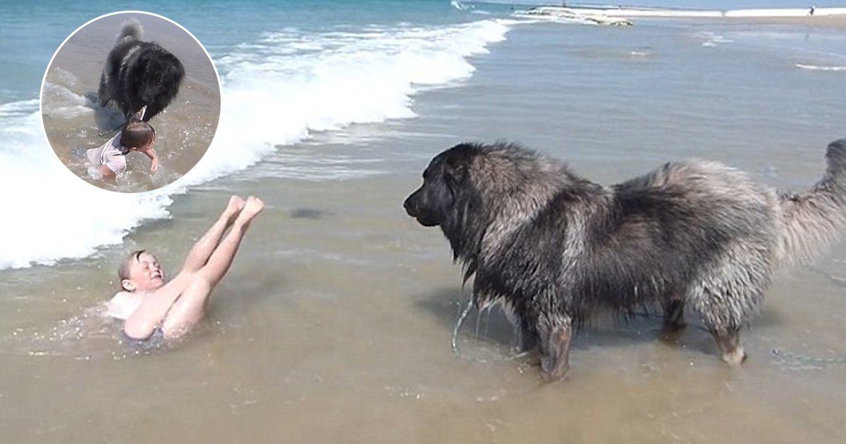 ggga.jpg?resize=1200,630 - This Adorable Dog Dragged The Little Girl Out Of The Seawater To Save Her From The Waves
