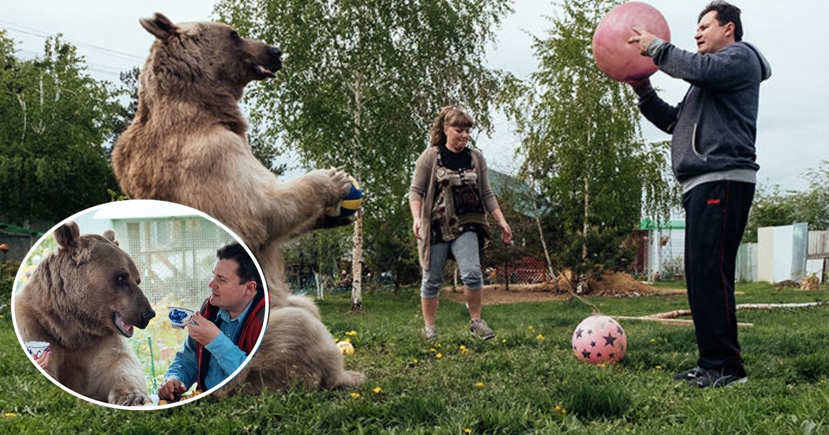 ggs.jpg?resize=412,275 - Childless Russian Couple Adopted An Orphaned Bear When He Was Only Three Months Old