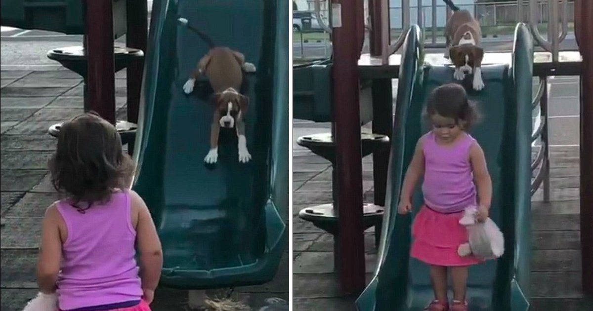 ghalghla.jpg?resize=412,232 - Adorable Video Of 2-year-old Teaching Her Boxer Pup How To Use A Slide Will Melt Your Heart