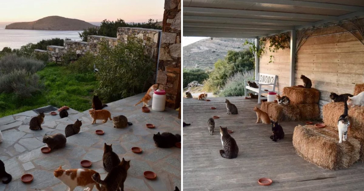 gtatos.jpg?resize=412,232 - Uma vaga de trabalho para cuidar de um santuário cheio de gatos em uma ilha grega recebeu mais de 35.000 currículos