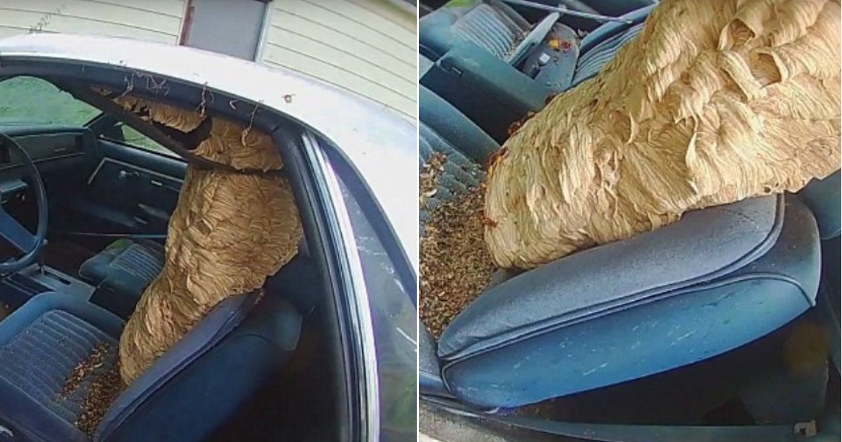 hornet nest.jpg?resize=1200,630 - Un exterminateur enlève calmement un énorme nid de frelons logé dans une voiture