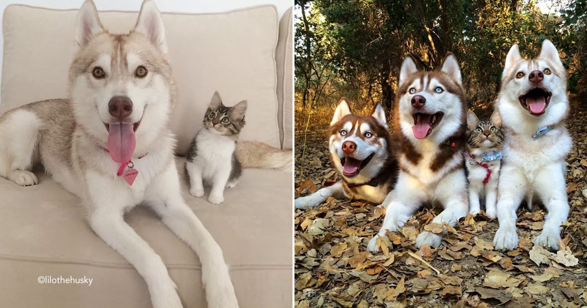 husky.jpg?resize=1200,630 - Tres perros Husky se convierten en mejores amigos con un gatito abandonado y lo ayudaron a sobrevivir