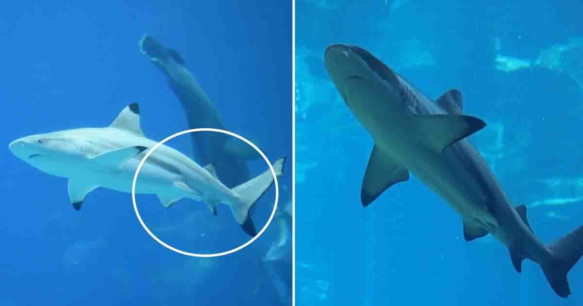 hya.jpg?resize=1200,630 - Une plongeuse attaquée par un banc de requins bleus au large des côtes de Cornouailles