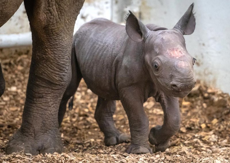 image 4.jpg?resize=412,232 - Filhote de raro (e fofo) rinoceronte negro nasce em zoológico dos EUA