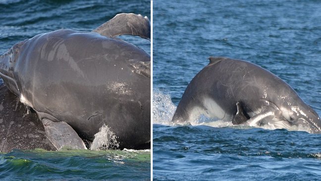 jgg 1.jpg?resize=412,275 - Grupo de golfinhos protege baleia jubarte e seu filhote de baleias macho