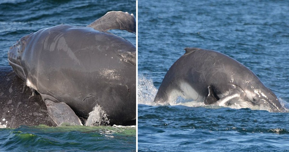 jgg.jpg?resize=1200,630 - Bando de golfinhos protege baleia jubarte e seu filhote de grupo de baleias macho