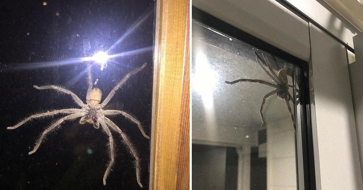 ljklkjl.jpg?resize=412,275 - Australia’s Biggest Spider Terrified A Homeowner As It Lurked Out Of The Window