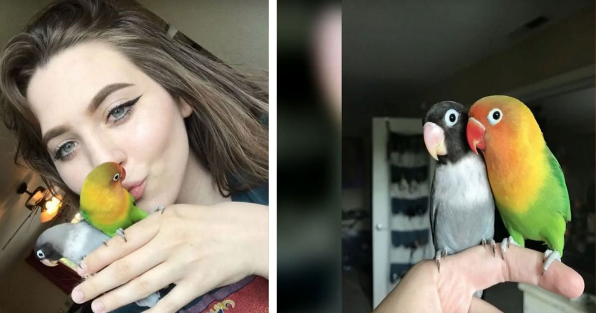 love birds kiwi babies 5.jpg?resize=1200,630 - Maura Hennelly a partagé l'histoire d'amour de ses perroquets sur Twitter et Internet est devenu fou