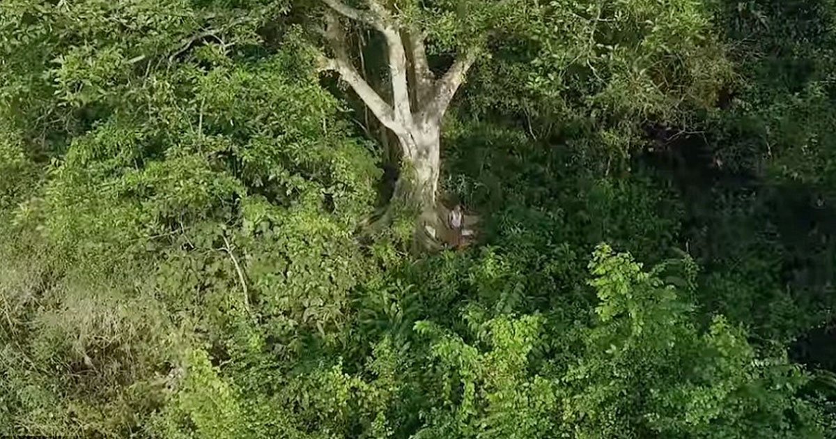 man created lush forest.jpg?resize=412,275 - Un homme a créé tout seul une forêt luxuriante qui abrite maintenant des tigres et 115 éléphants