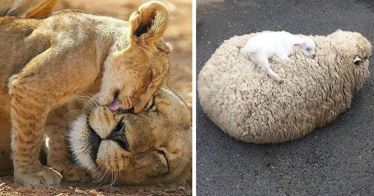 mother animals.jpg?resize=412,275 - 18 Touching Photos Showing a Mother’s Warmth in Its True Form