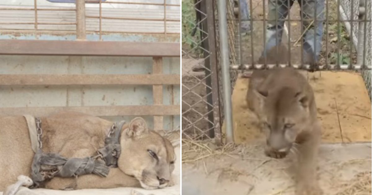 mufasa freed.jpg?resize=1200,630 - Un lion des montagnes finalement sauvé après avoir été enchaîné dans un vieux camion pendant 20 ans