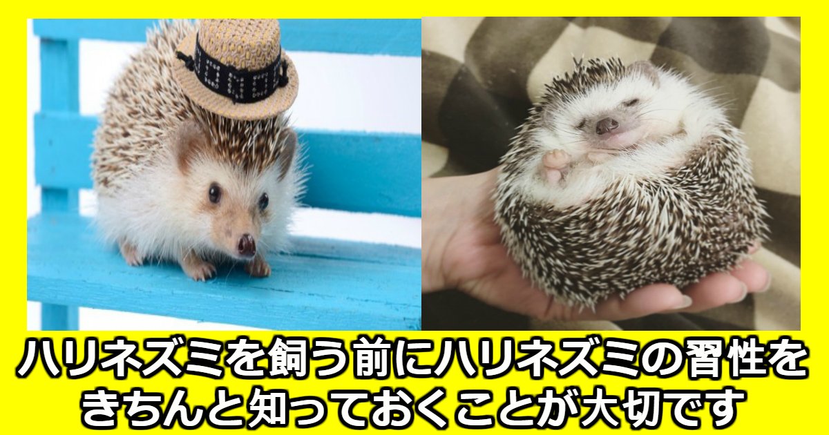 nezumi.png?resize=412,275 - 「捨てハリネズミ」が深刻化、捨てるくらいなら最初から飼わないで！