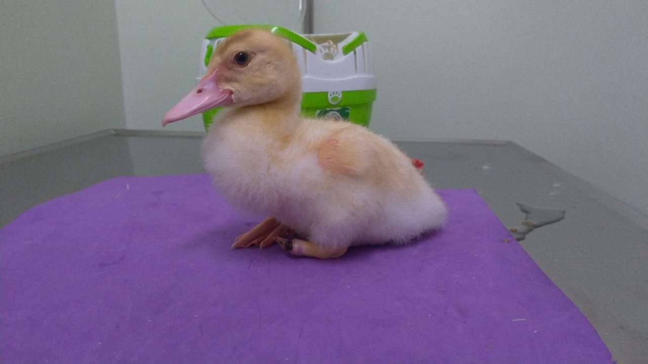 pato.jpg?resize=412,275 - Após ter patinha amputada, uma pata ganhou uma prótese 3D de silicone e pôde voltar a andar