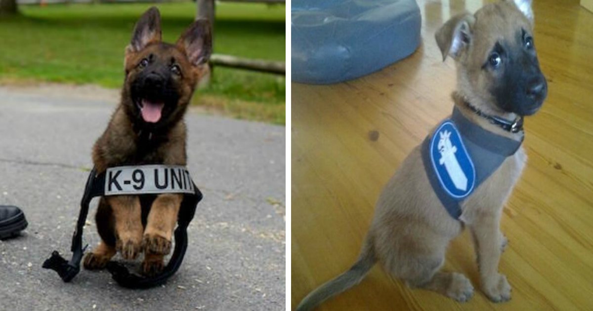 police puppy.jpg?resize=412,275 - 22 Adorable Police Puppies Trying To Look Tough, But Failing Miserably