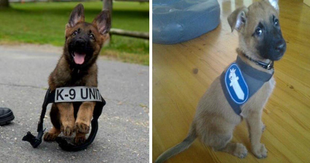 police puppy.jpg?resize=412,232 - 22 Adorable Police Puppies Trying To Look Tough, But Failing Miserably