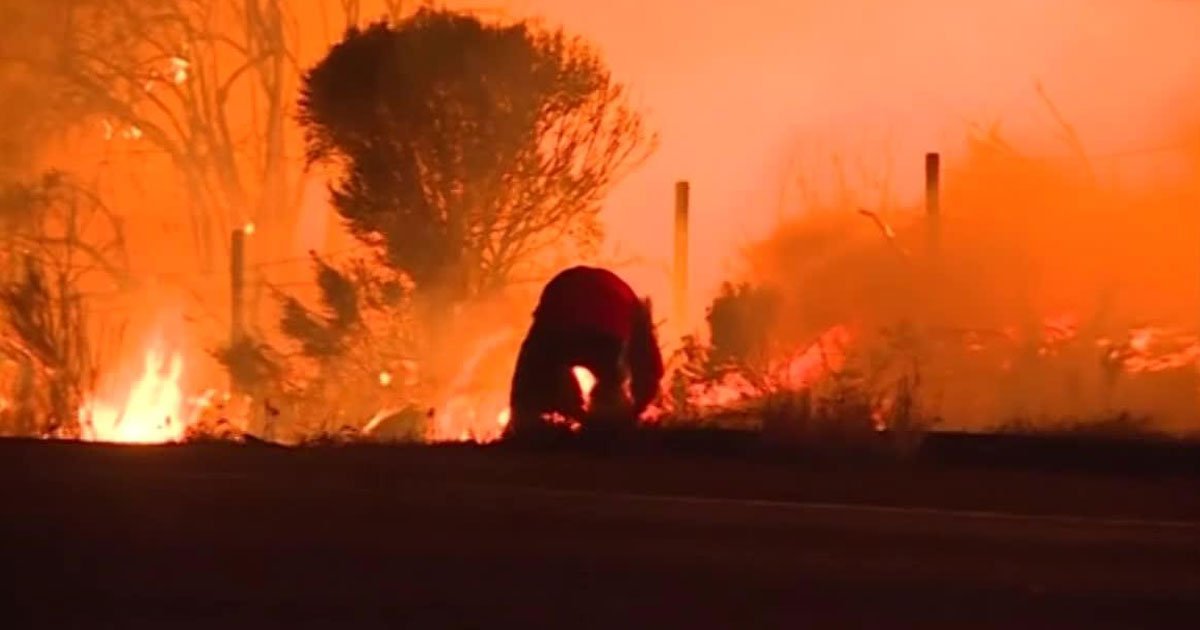 police save animals from fire.jpg?resize=412,232 - Video Footage Shows Police Rescuing Cats And Dogs From A Californian Animal Shelter From Wildfires